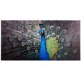 spiegelprofi gmbh decoratief paneel peafowl exclusieve artprint (1 stuk) multicolor