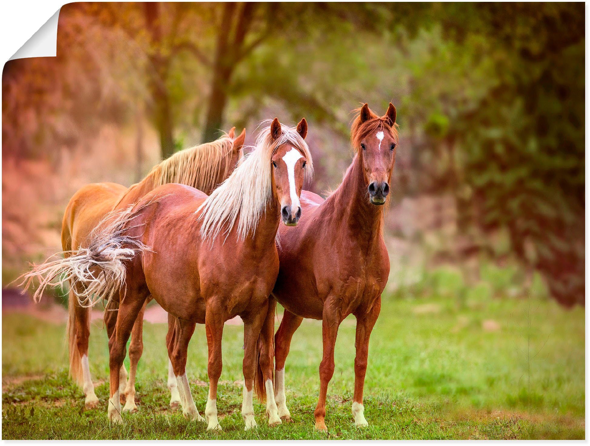Artland Artprint Paarden in de velden I als artprint op linnen, poster, muursticker in verschillende maten foto schilderijen maat 120 cm x 90 cm