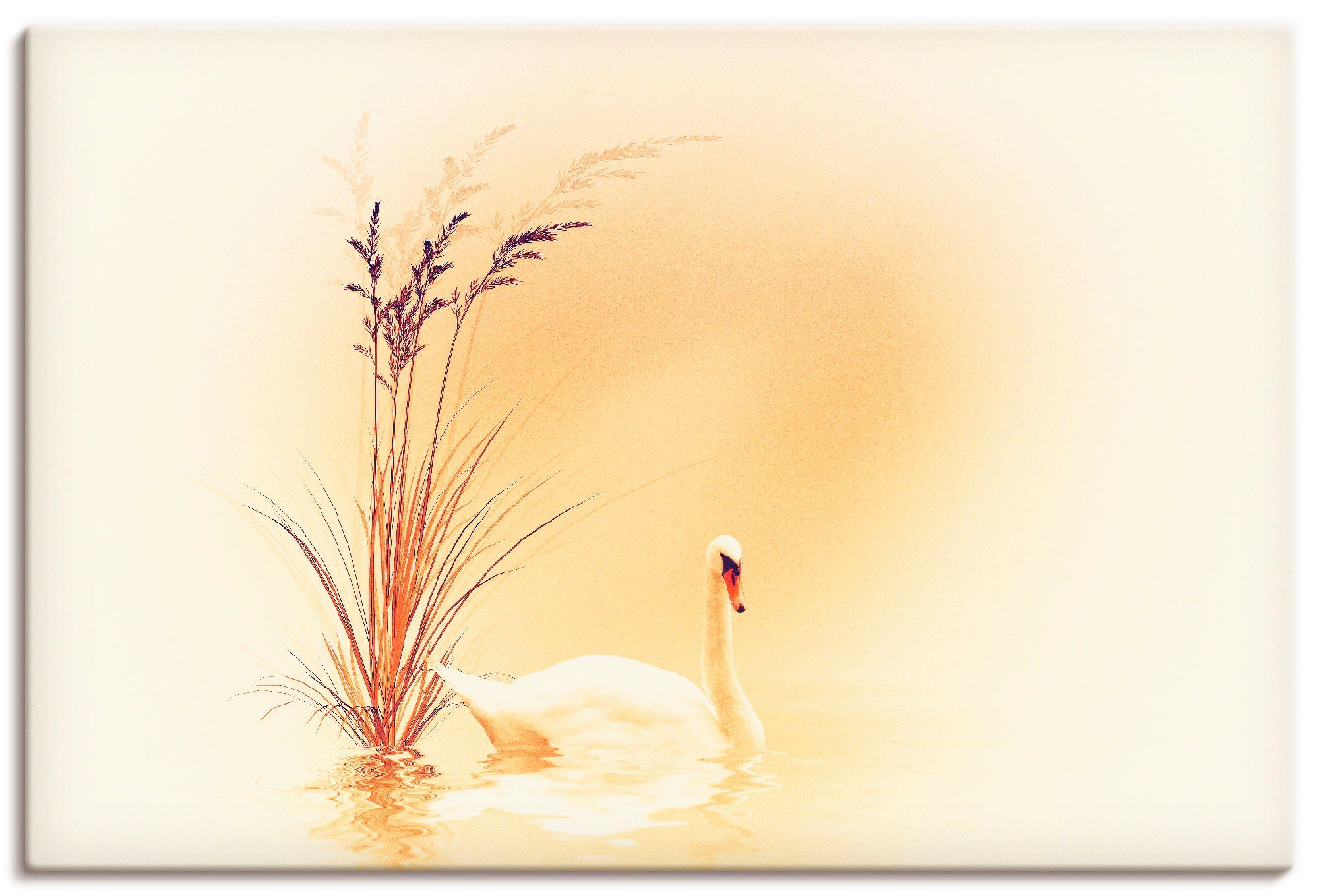 Artland artprint Weisser Schwan