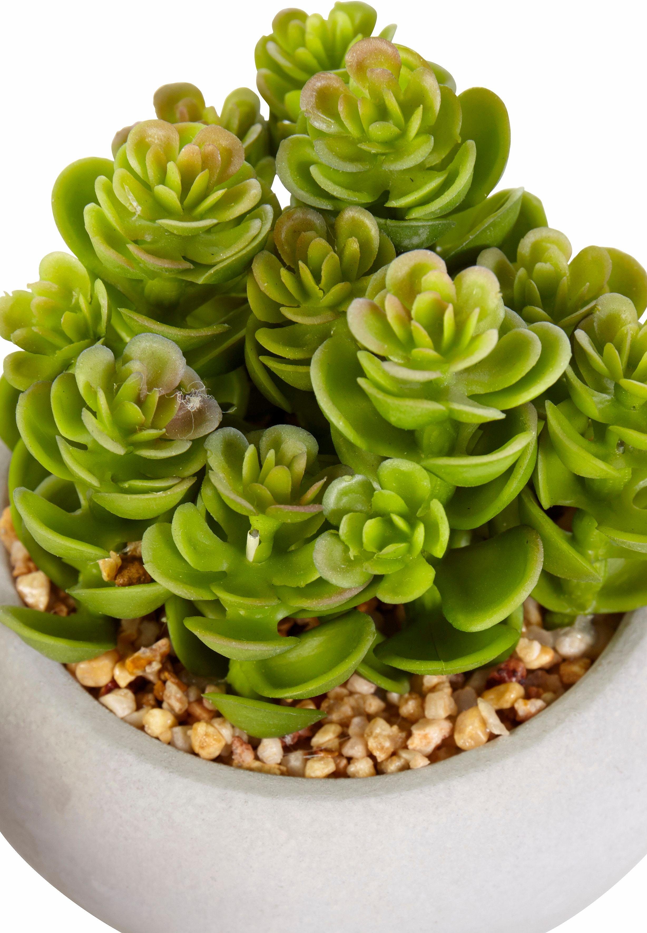 Creativ green Kunstplant Vetplanten (set, 3 stuks)
