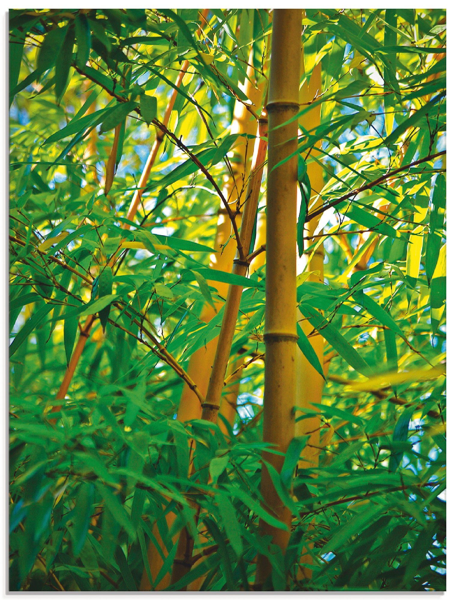 Artland Print op glas Bamboe close-ups