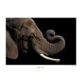 komar poster african elephant hoogte: 50 cm multicolor