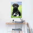 reinders! poster labrador pup voetbal (1 stuk) multicolor