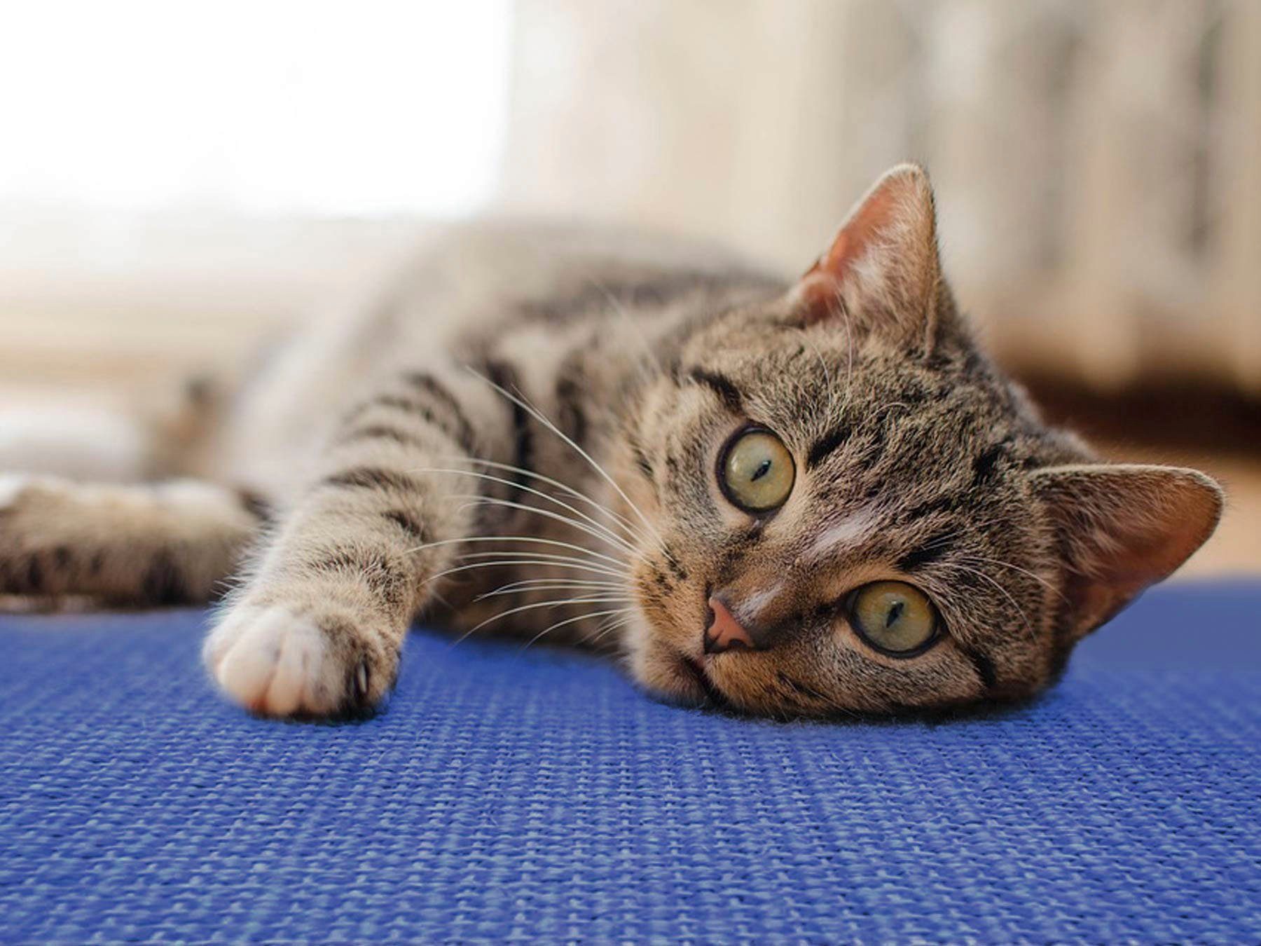 Primaflor-Ideen in Textil Krabplank Kattenkrabmat SISALLUX, gemaakt in Nederland Krabtapijt, sisal, in verschillende afmetingen, veelzijdig te gebruiken