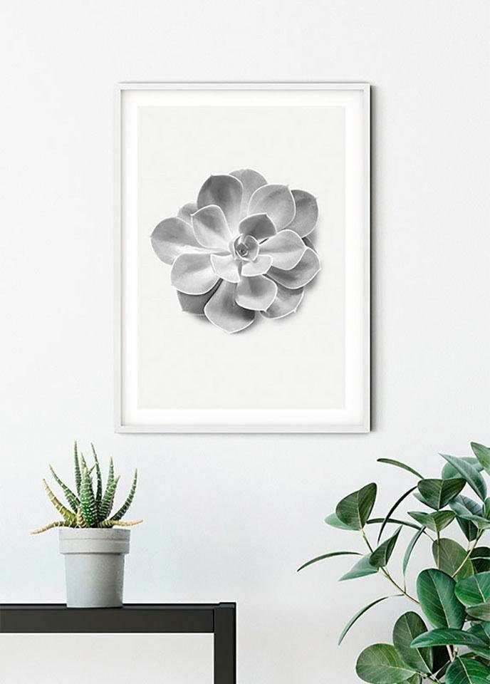 Komar Wanddecoratie Succulent Aeonium Wanddecoratie - zonder lijst (1 stuk)