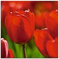 artland print op glas rode tulpen in de zon (1 stuk) rood