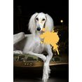 queence artprint op acrylglas hond geel