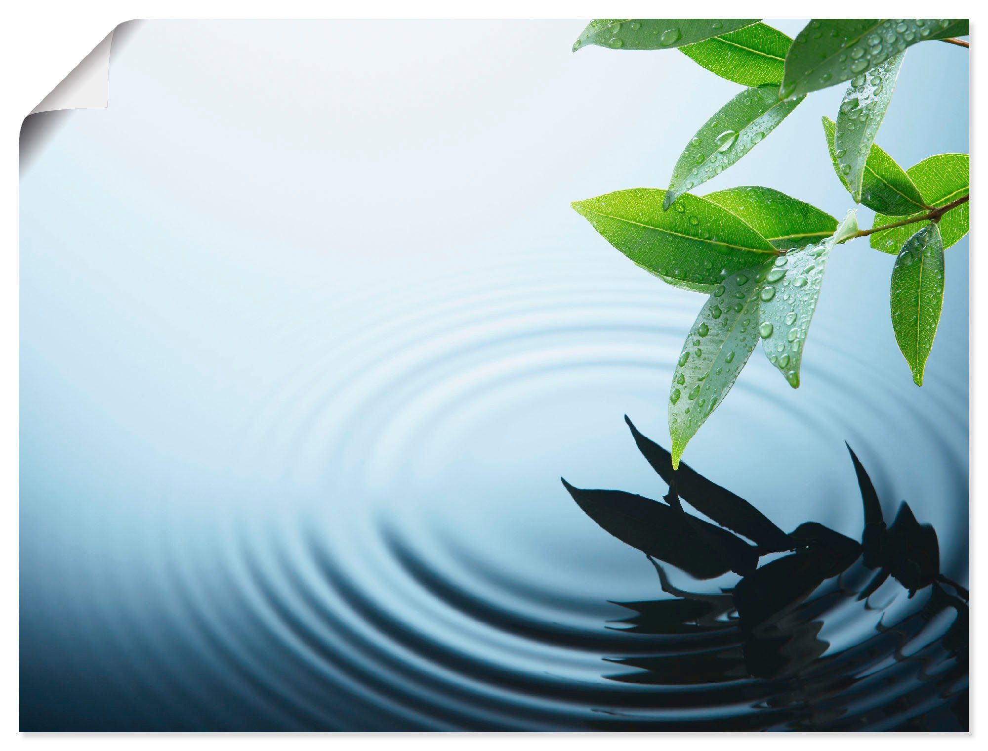 Artland Poster Plant en water als artprint van aluminium, artprint op linnen, muursticker of poster in verschillende maten foto schilderijen blauw