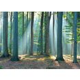 reinders! decoratief paneel bos in het zonlicht 140-100 cm bruin