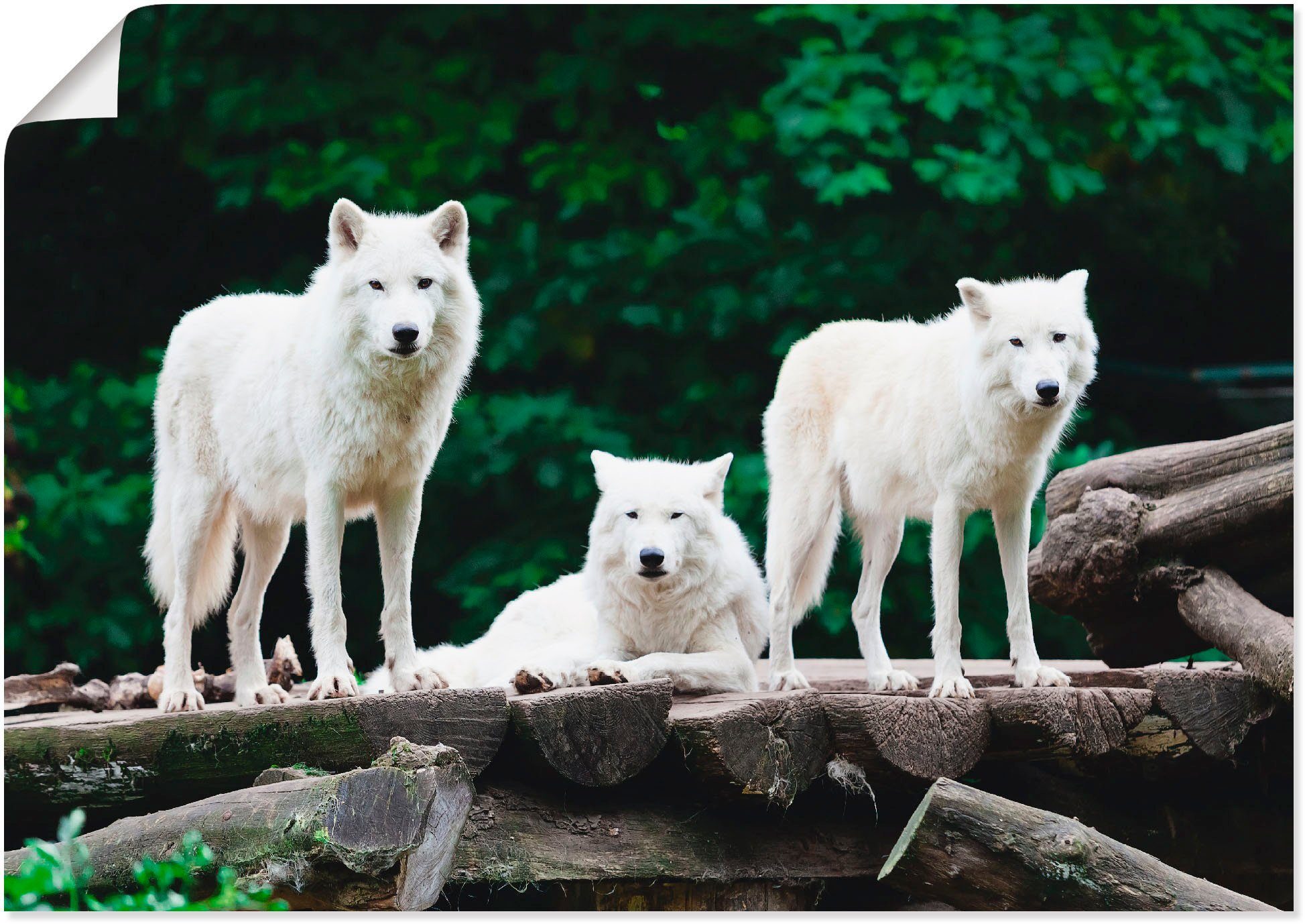 Artland Artprint Arctische wolven als artprint op linnen, poster in verschillende formaten maten