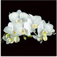 artland print op glas witte orchidee op een zwarte achtergrond (1 stuk) wit