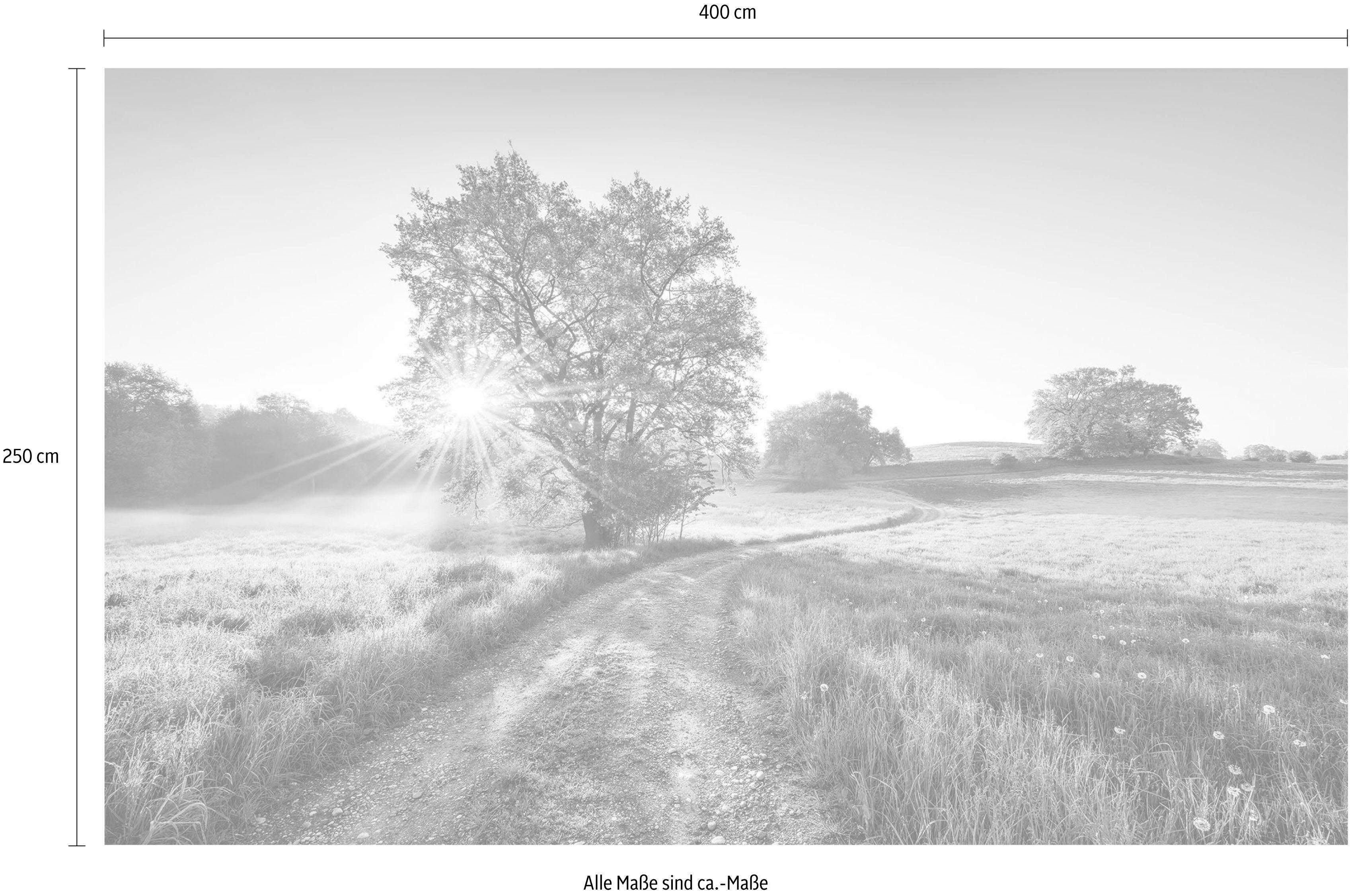 Komar Vliesbehang Digitale print vlies - A New Day in Paradise - Afmeting 400 x 250 cm (1 stuk)
