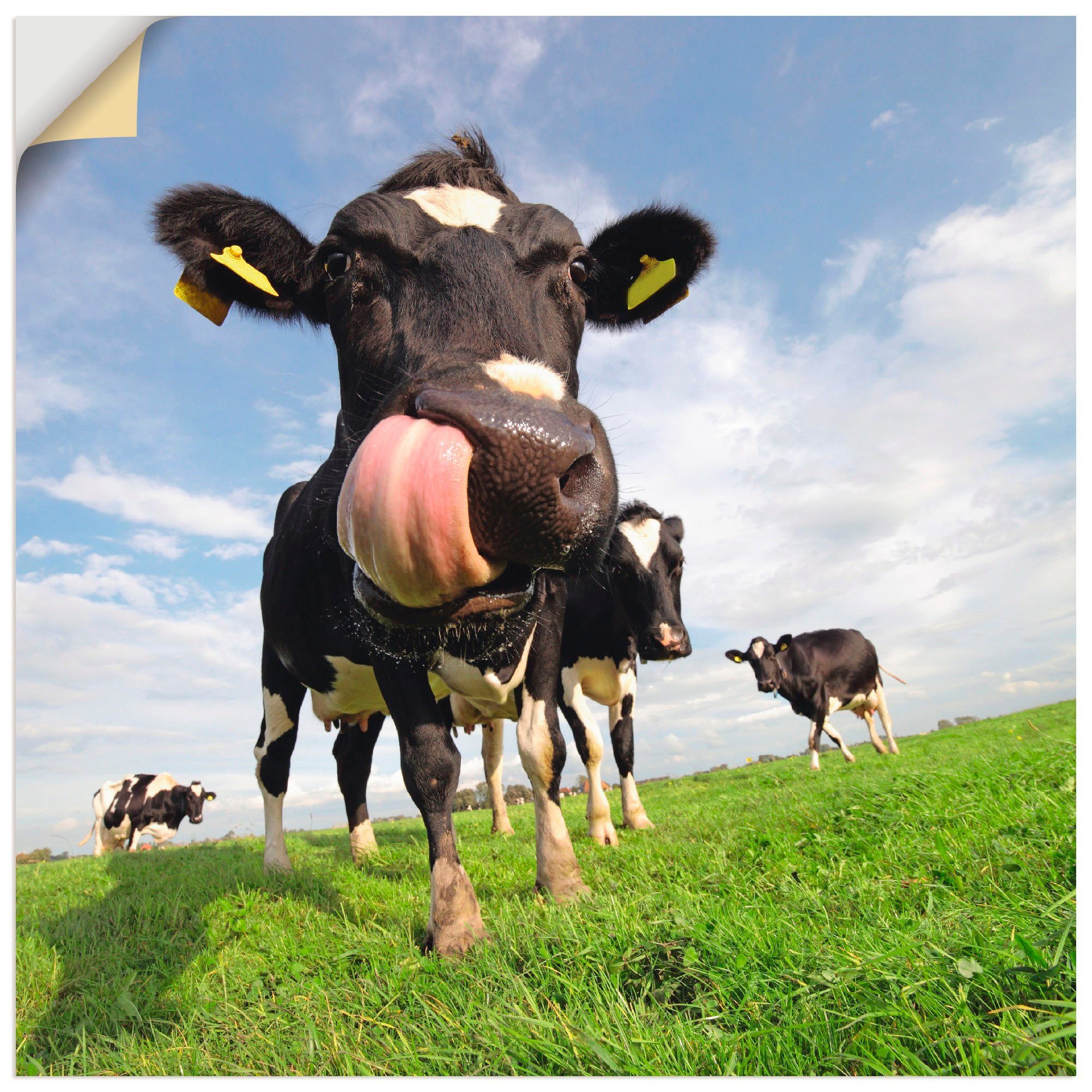 Artland Artprint Holstein-koe met enorme tong in vele afmetingen & productsoorten - artprint van aluminium / artprint voor buiten, artprint op linnen, poster, muursticker / wandfol