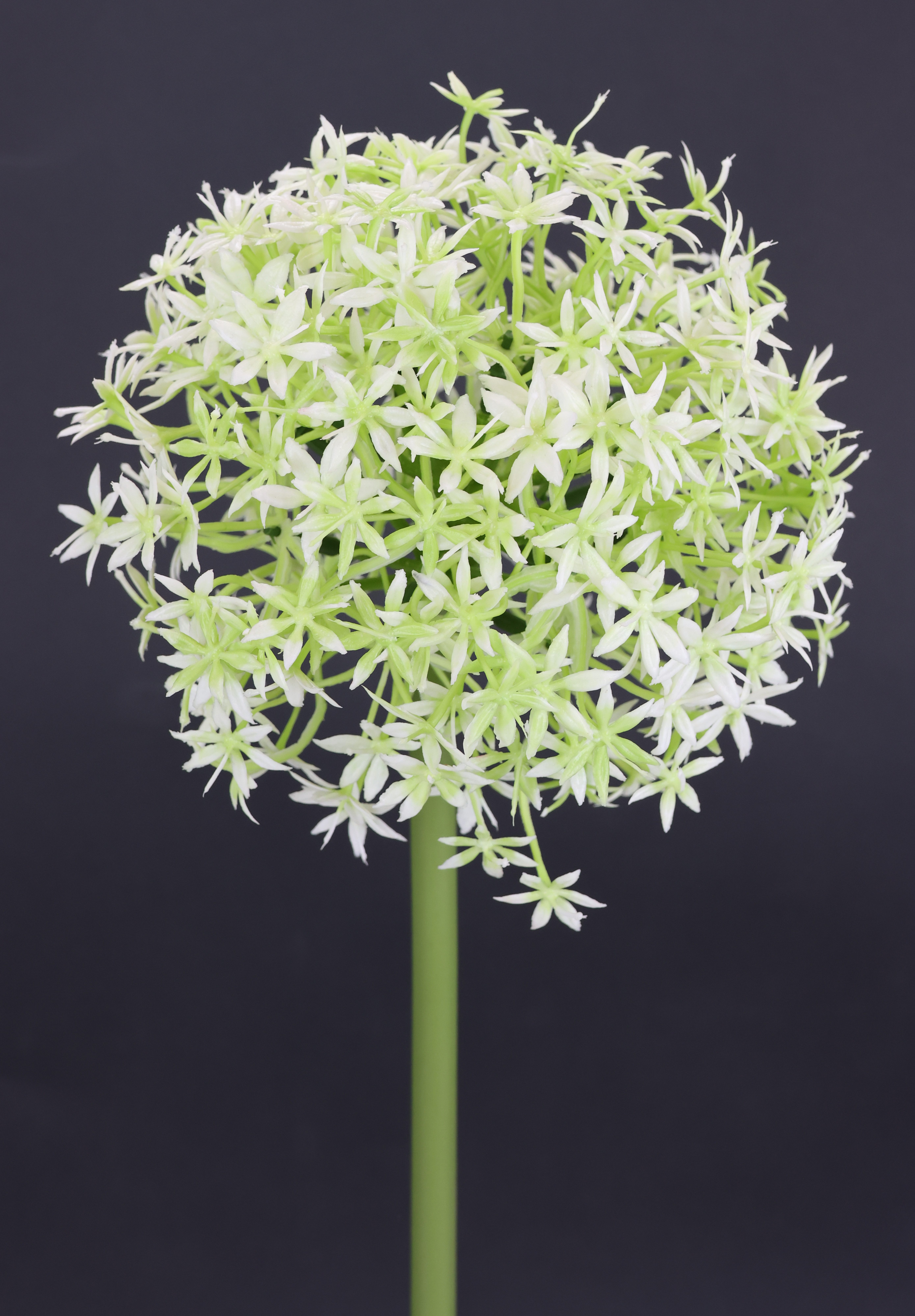 I.GE.A. Kunstbloem Allium sierlook Stelenbloem kunstbloemen(2 stuks)