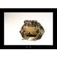komar poster wyoming toad hoogte: 50 cm multicolor