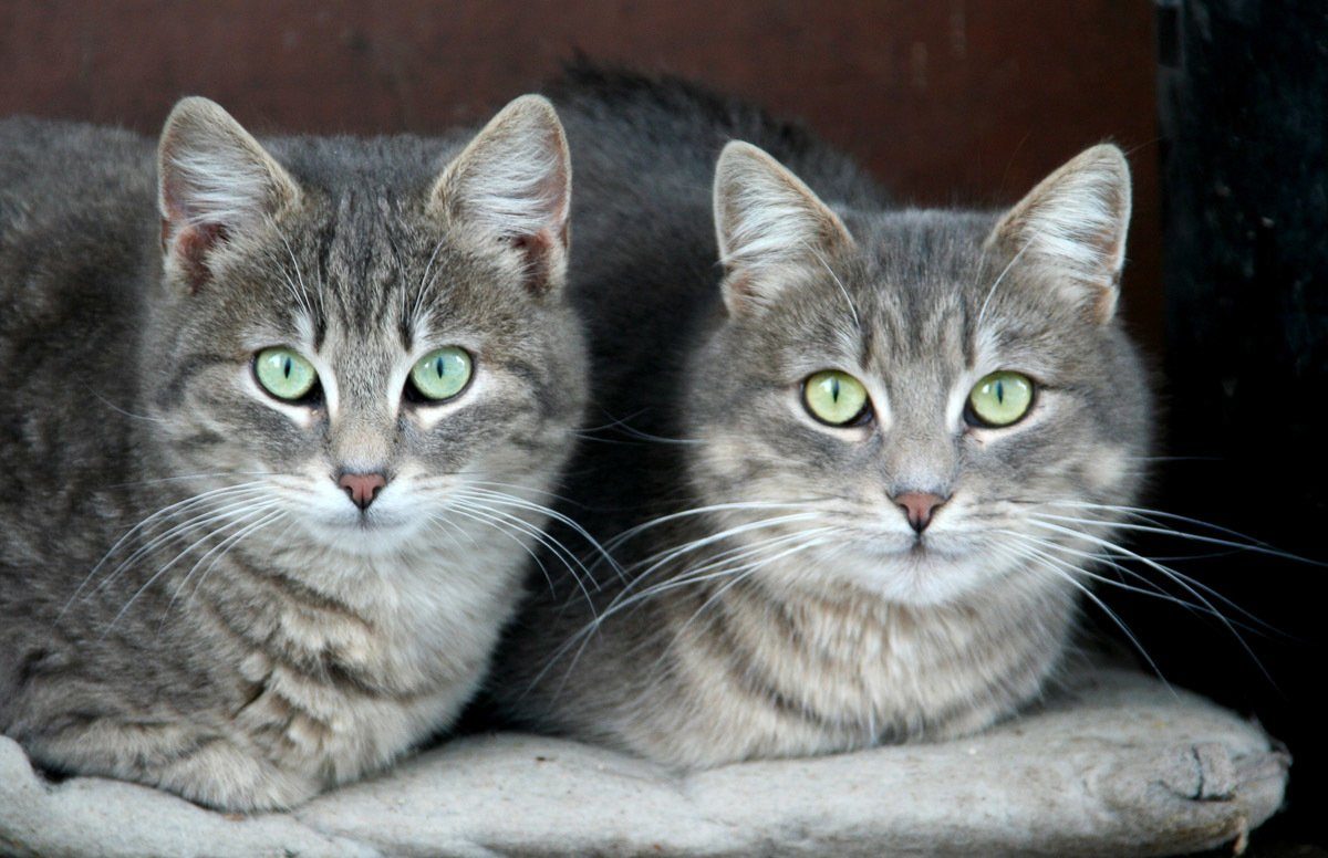 Papermoon Fotobehang Grüne Augen Katzen