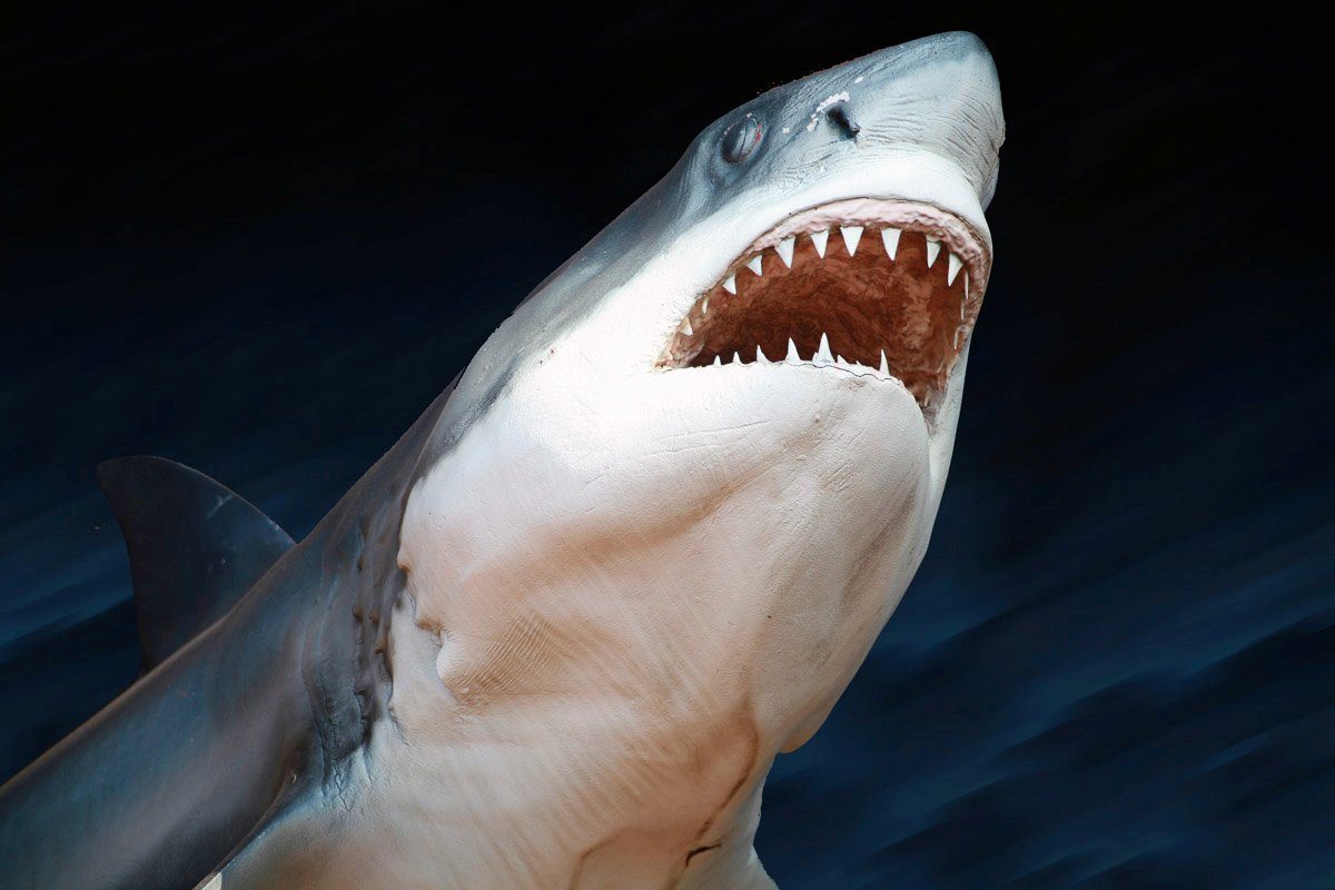 Papermoon Fotobehang Weißer Hai