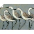 artland artprint kustvogels i in vele afmetingen  productsoorten - artprint van aluminium - artprint voor buiten, artprint op linnen, poster, muursticker - wandfolie ook geschikt voor de badkamer (1 stuk) grijs