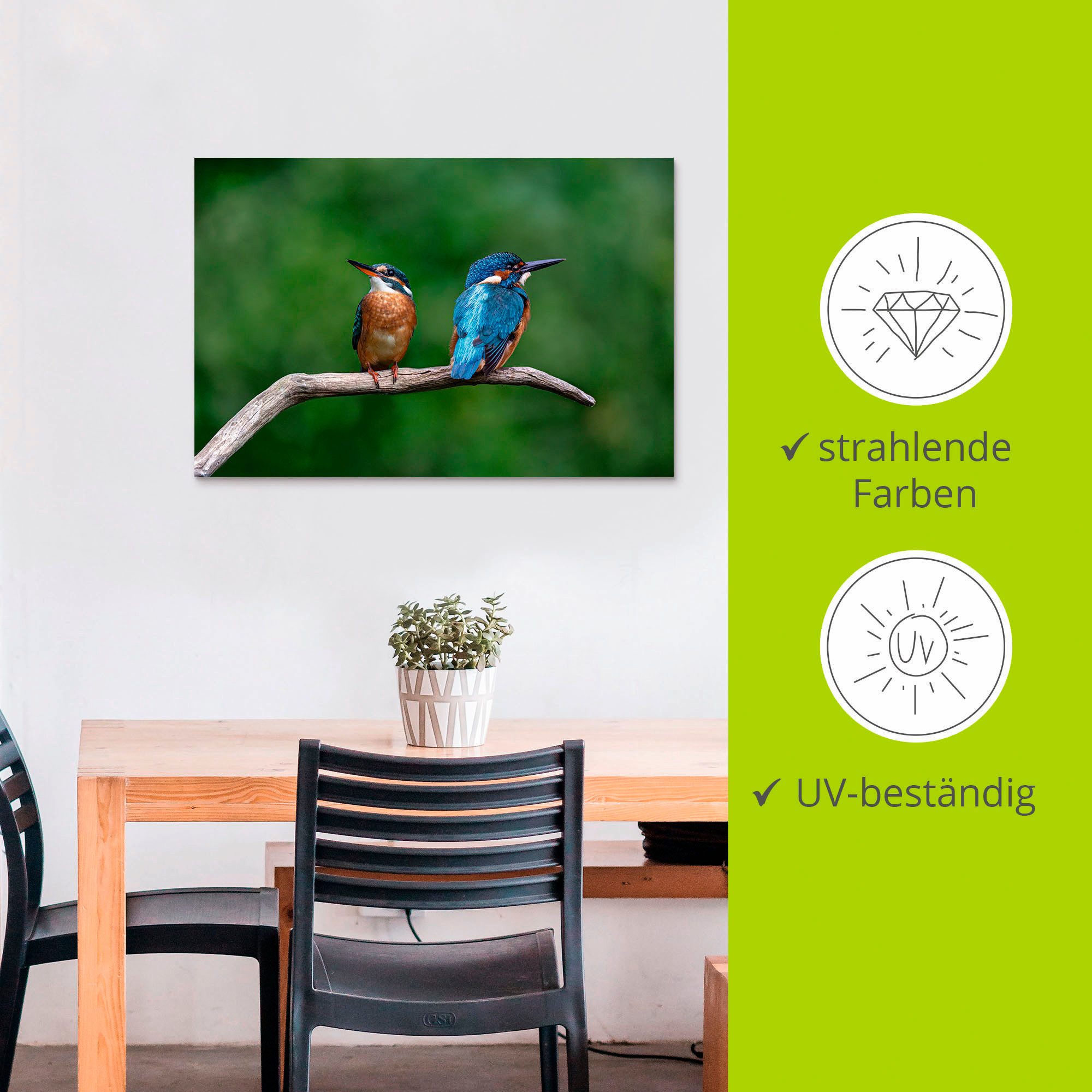Artland Artprint Twee ijsvogels als artprint van aluminium, artprint voor buiten, poster in diverse formaten