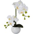 creativ green kunstorchidee vlinderorchidee in een keramische pot (1 stuk) wit