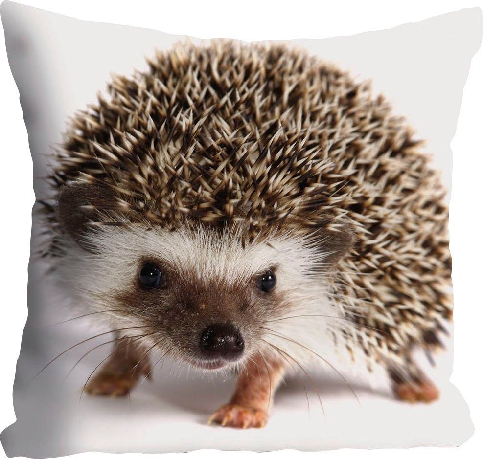 queence Sierkussen Veit Kussenhoes, egels, schattig, dierenmotief, schattig, natuurmotief, speels (1 stuk)