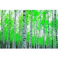 papermoon fotobehang birch forest multicolor