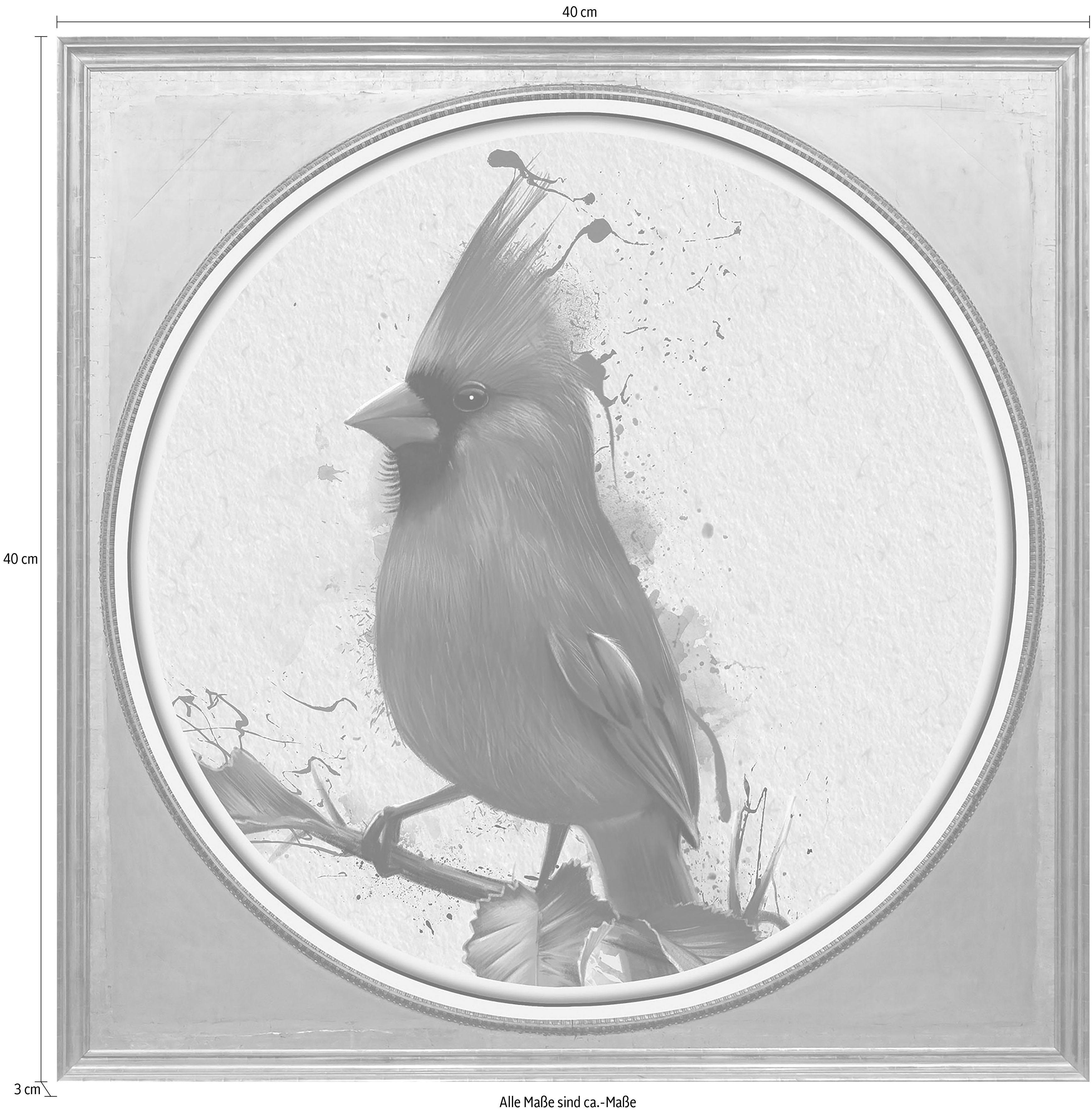 queence Artprint op acrylglas Rode vogel Fine Art-print in galeriekwaliteit