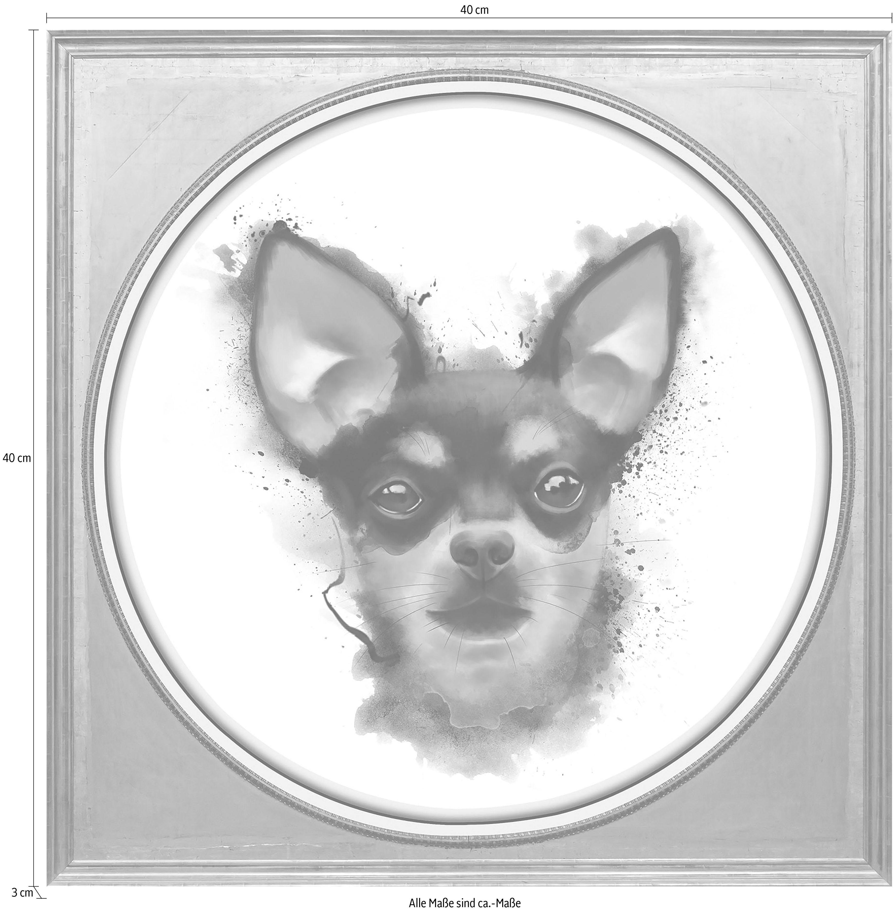 queence Artprint op acrylglas Chihuahua Fine Art-print in galeriekwaliteit