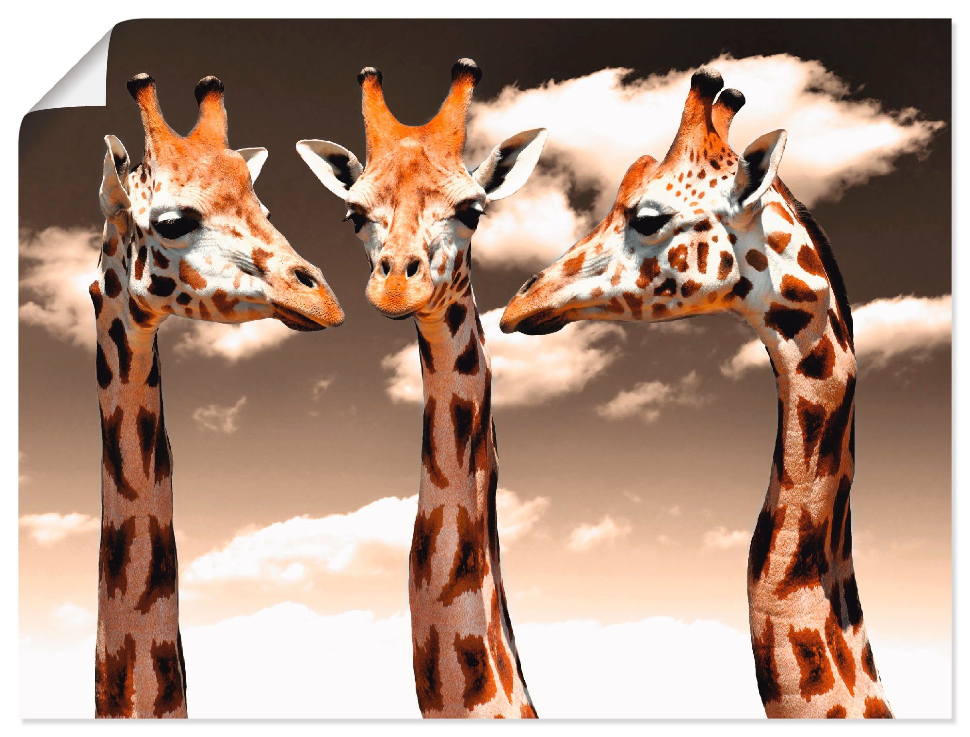 Artland Artprint Giraffe_sepia in vele afmetingen & productsoorten - artprint van aluminium / artprint voor buiten, artprint op linnen, poster, muursticker / wandfolie ook geschikt