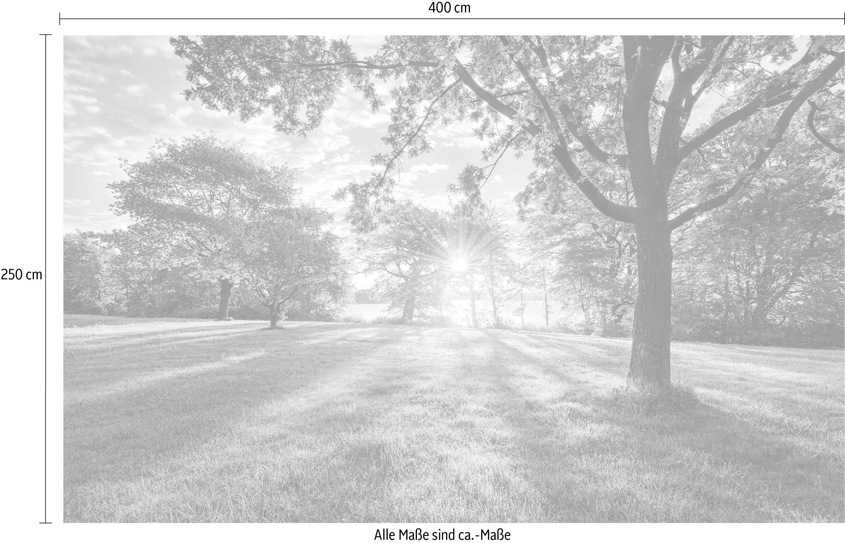 Komar Vliesbehang Digitale print vlies - Golden Moment - Afmeting 400 x 250 cm (1 stuk)