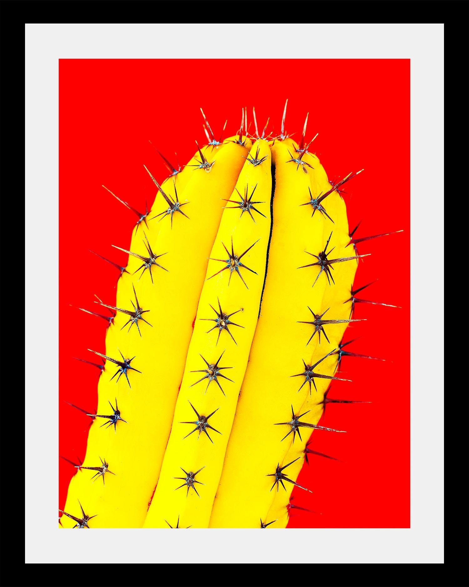 Queence Wanddecoratie Cactus HD premium posterdruk incl. houten lijst