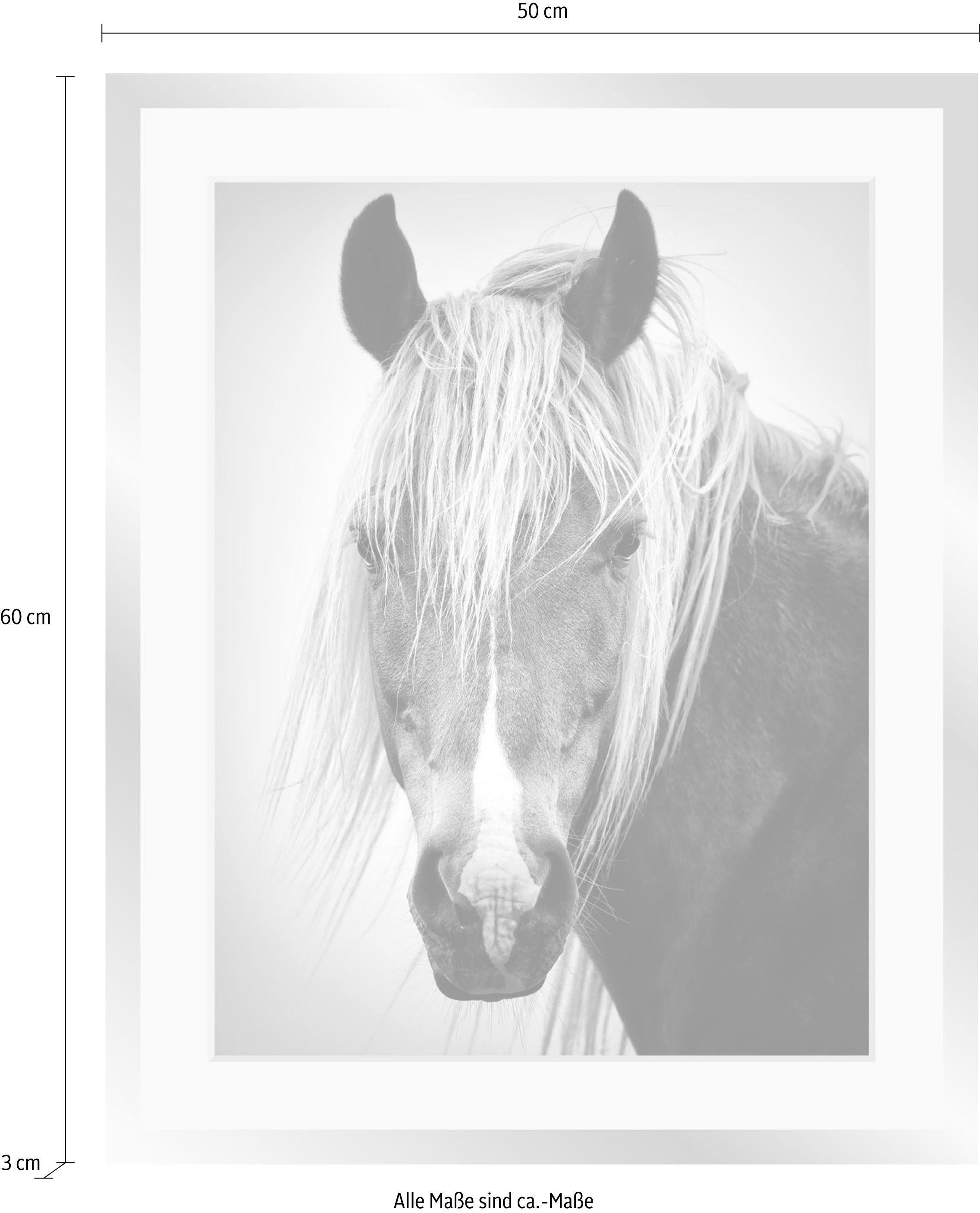 queence Wanddecoratie Paardenkop HD premium posterdruk incl. houten lijst in zwart