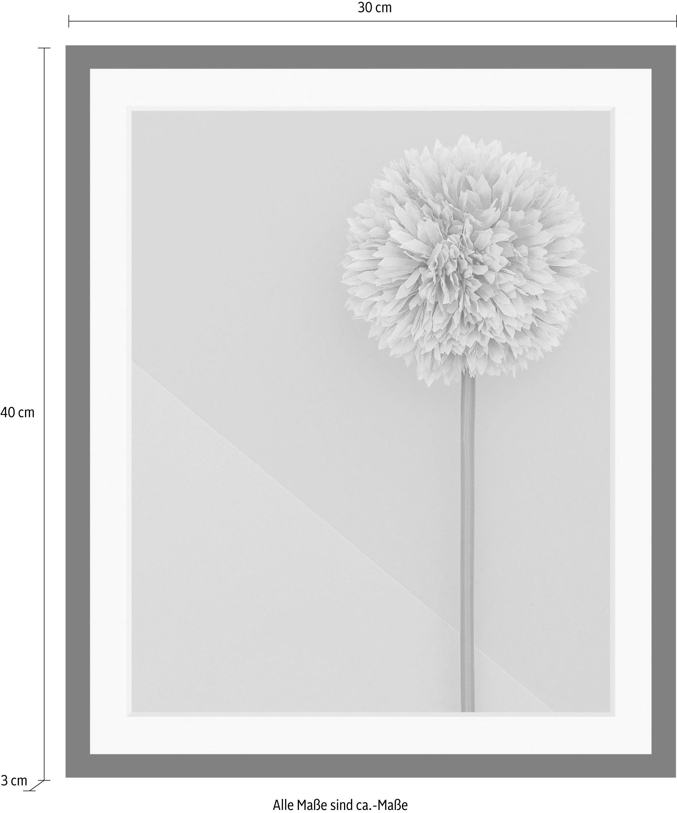 queence Wanddecoratie Pluizenbol HD premium posterdruk incl. houten lijst