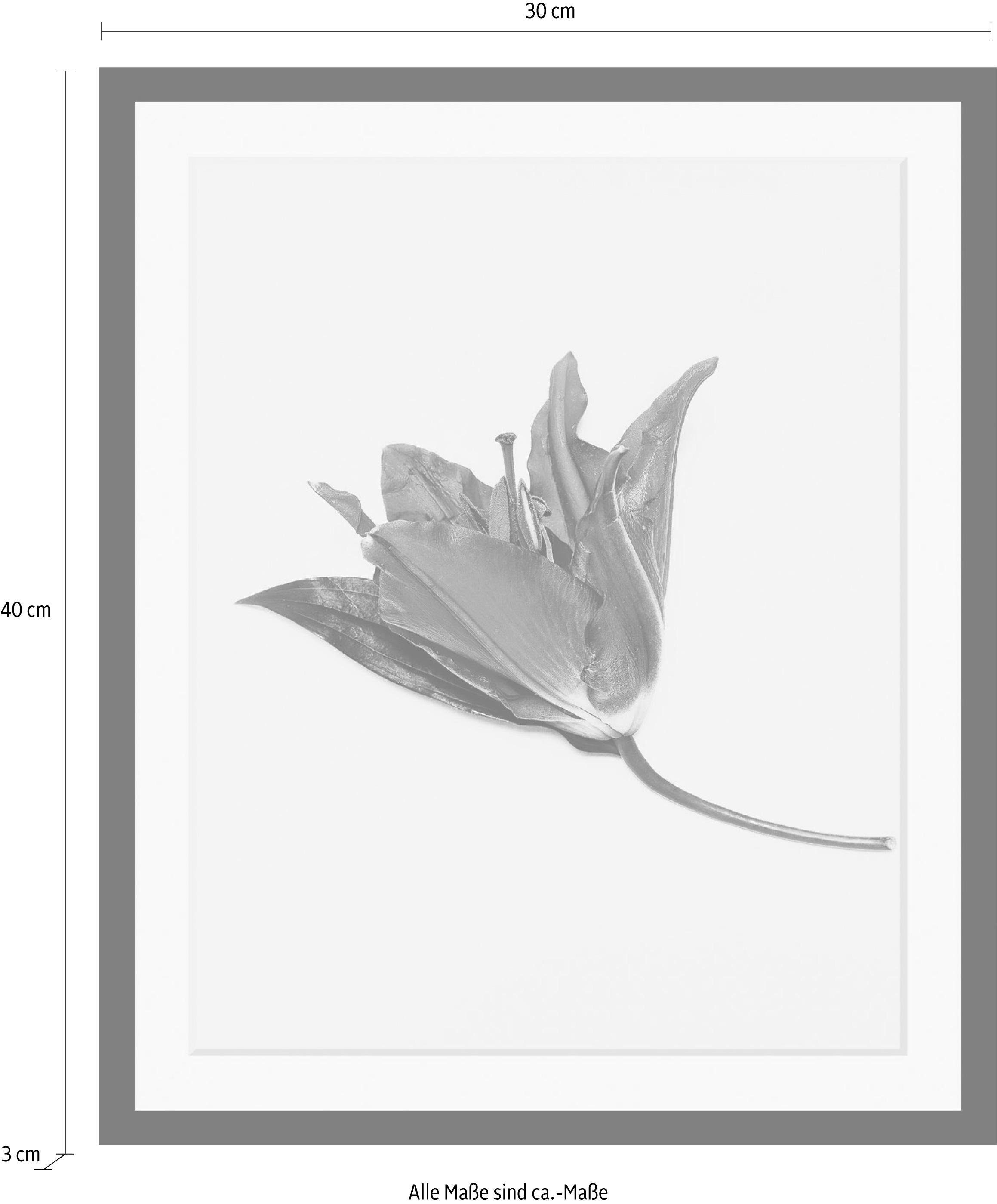 queence Wanddecoratie Bloem HD premium posterdruk incl. houten lijst