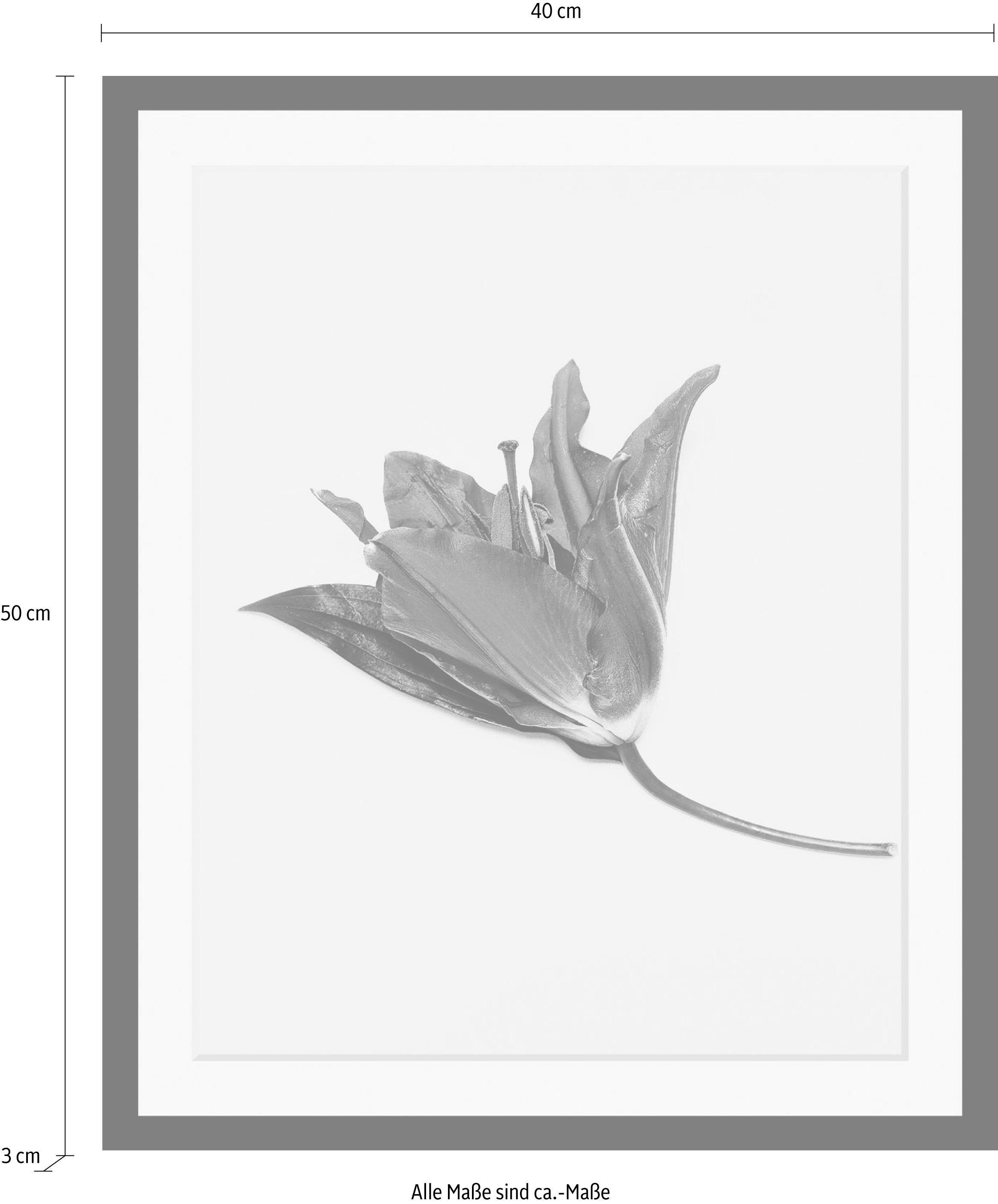 queence Wanddecoratie Bloem HD premium posterdruk incl. houten lijst