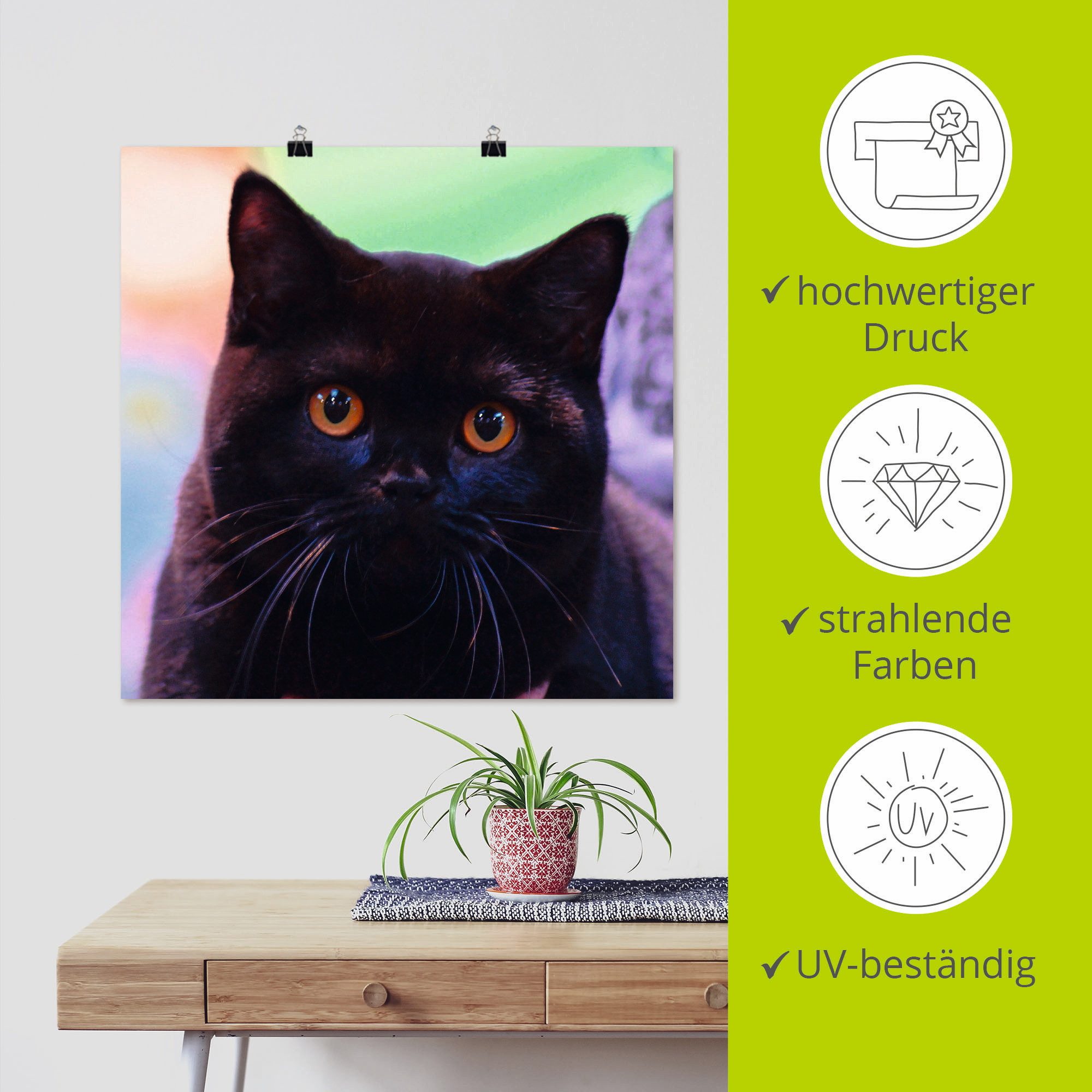Artland Artprint Zwarte Britse korthaar kat als poster in verschillende formaten maten