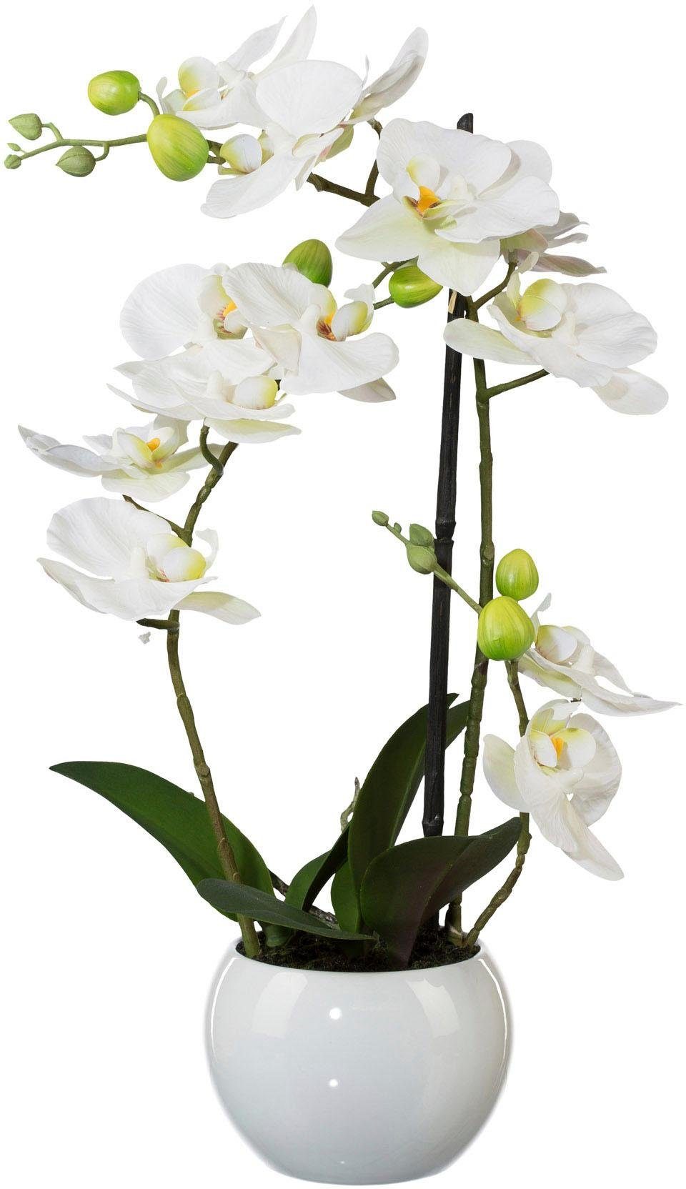 Creativ green Kunstplant Vlinderorchidee (1 stuk)