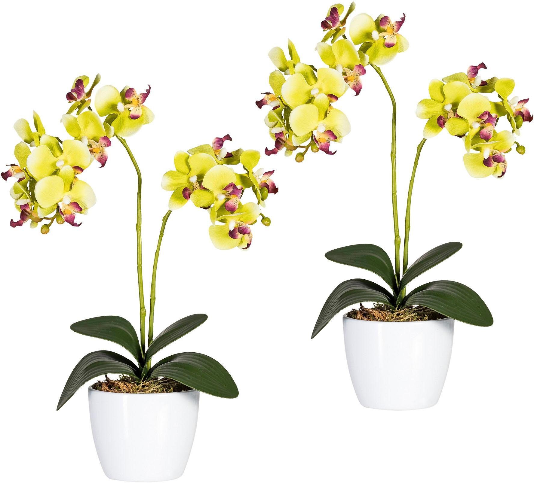 Creativ green Kunstplant Vlinderorchidee (set, 2 stuks)