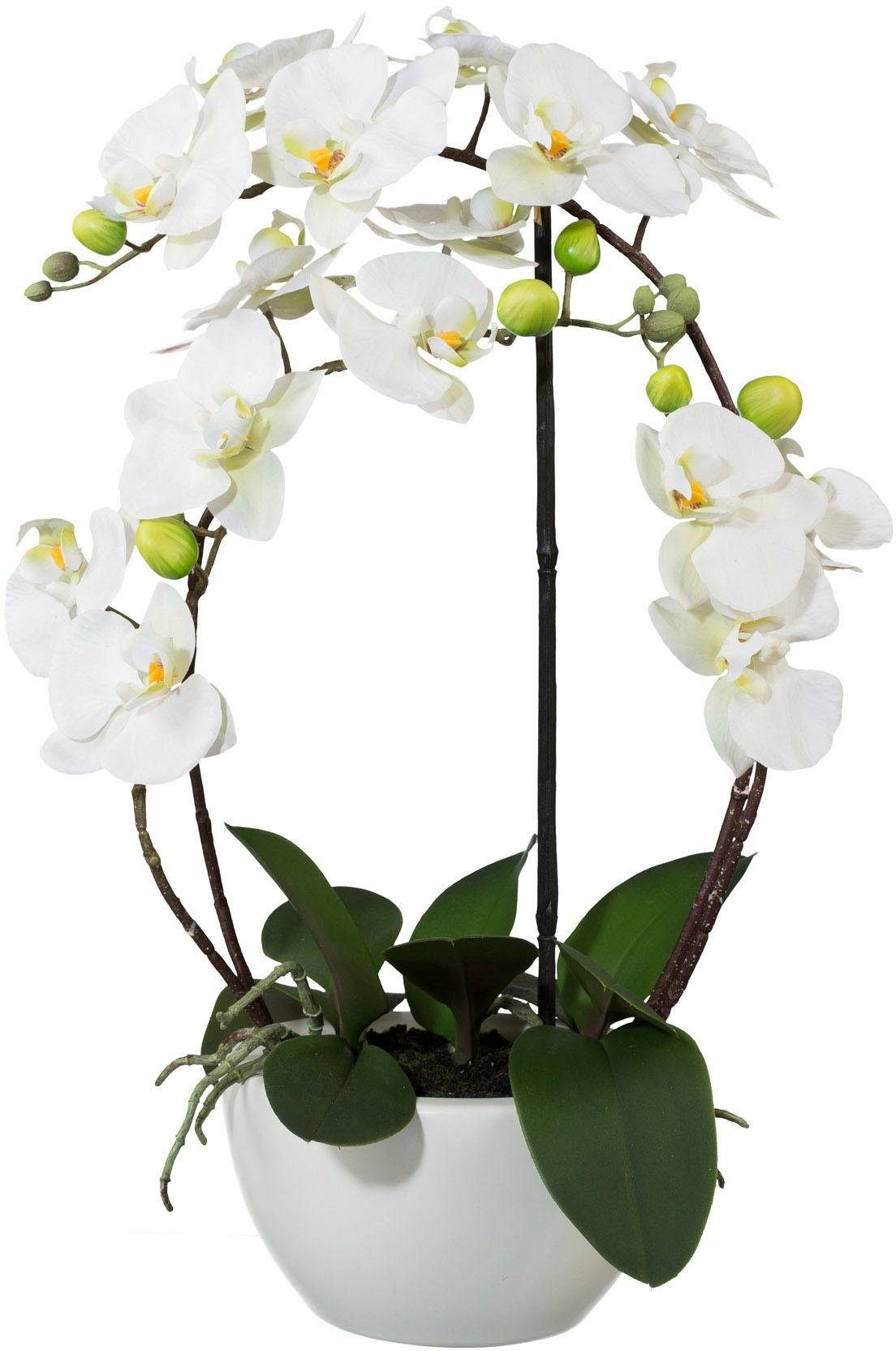 Creativ green Kunstplant Vlinderorchidee (1 stuk)