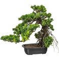 creativ green kunstbonsai bonsai podocarpus (1 stuk) groen