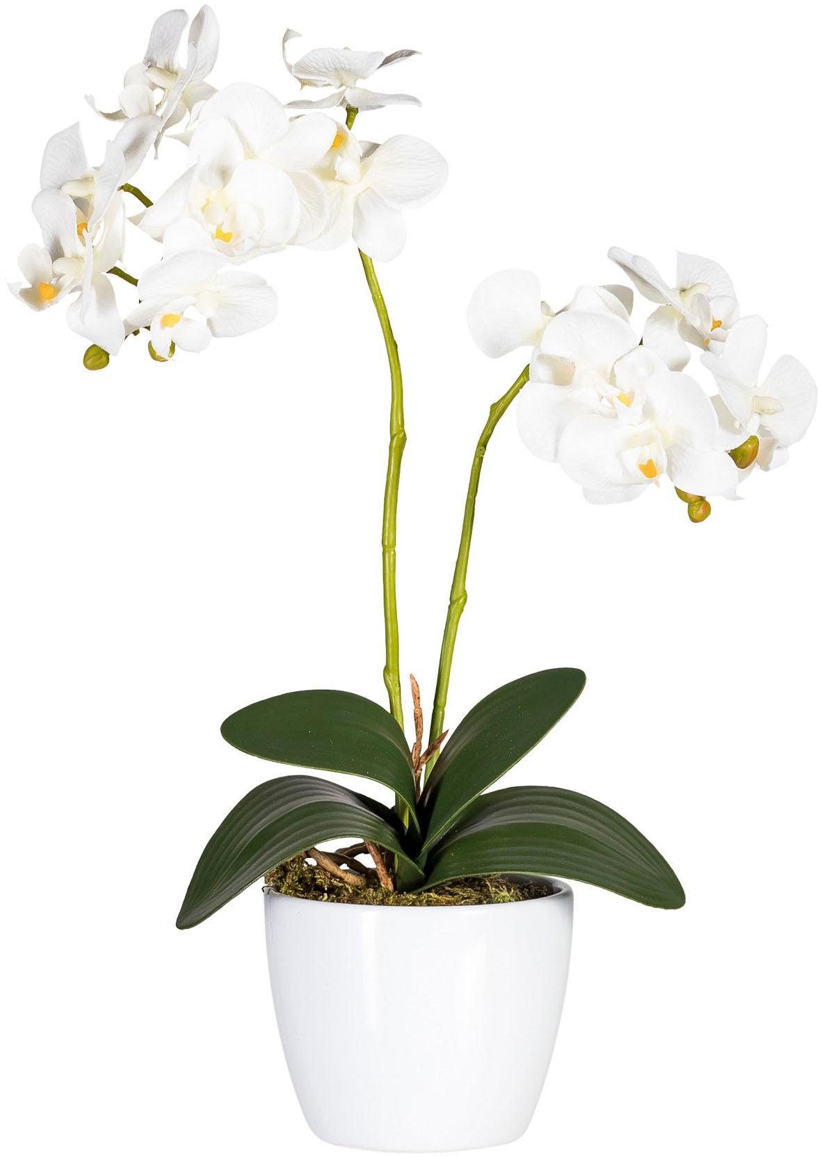 Creativ green Kunstplant Vlinderorchidee (set, 2 stuks)
