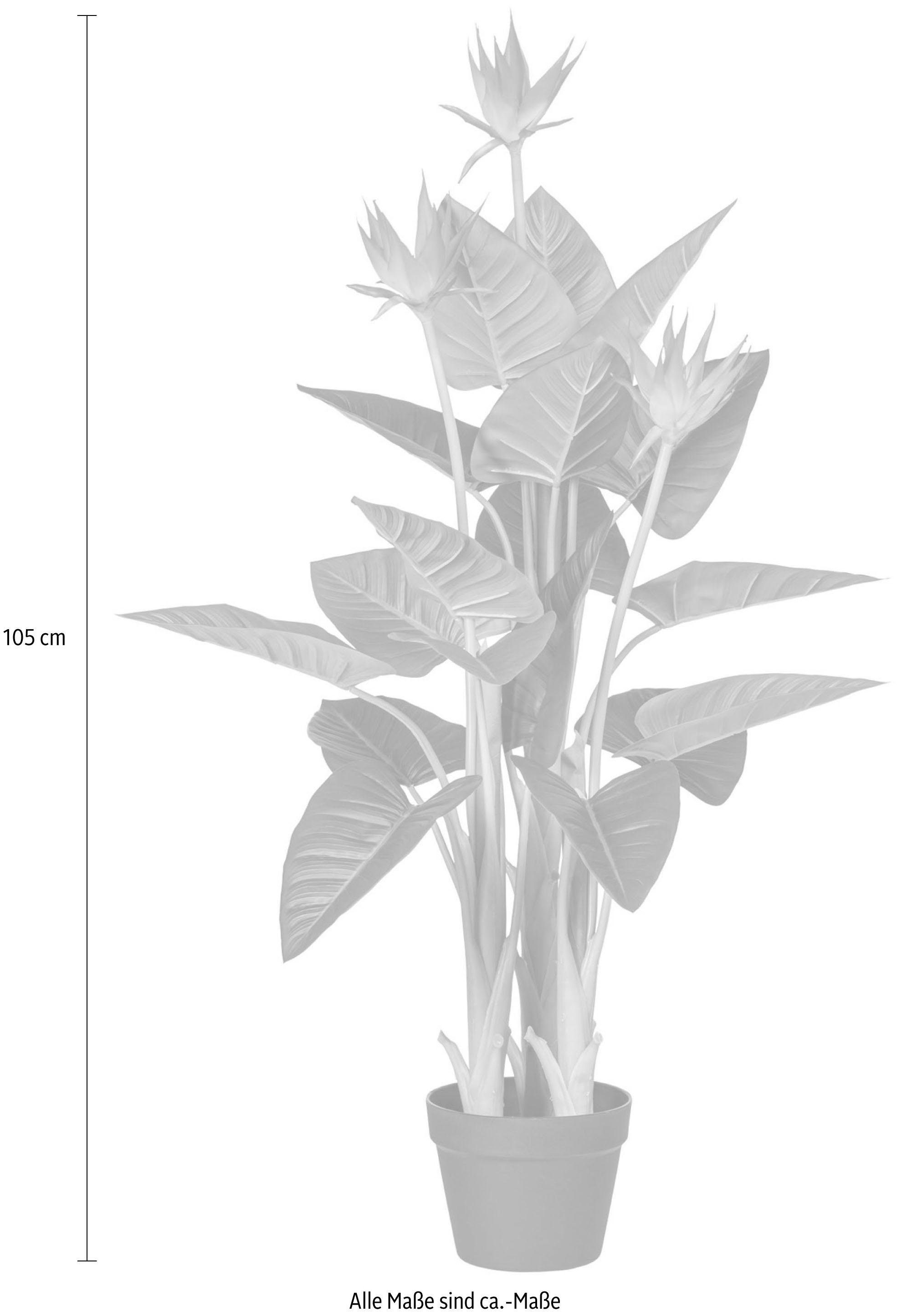 Creativ green Kunstplant Guzmania (1 stuk)