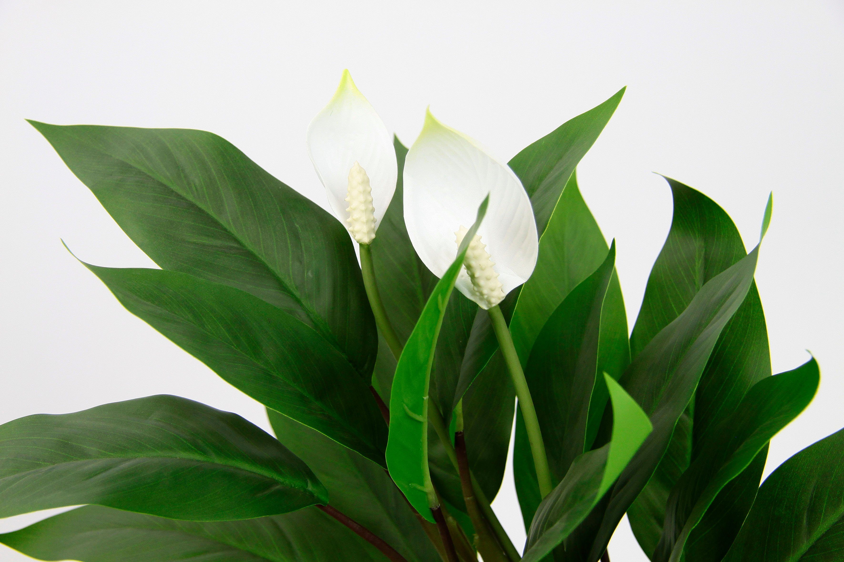 I.GE.A. Kunstplant Spathiphyllum in pot anthurium calla flamingobloem exotische plant met witte bloemen (1 stuk)