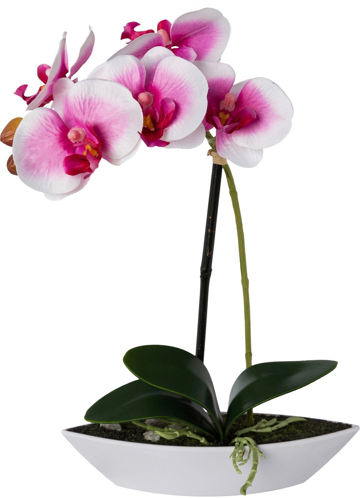 Creativ green Kunstorchidee Vlinderorchidee set van 2, in een plastic bakje (2 stuks)