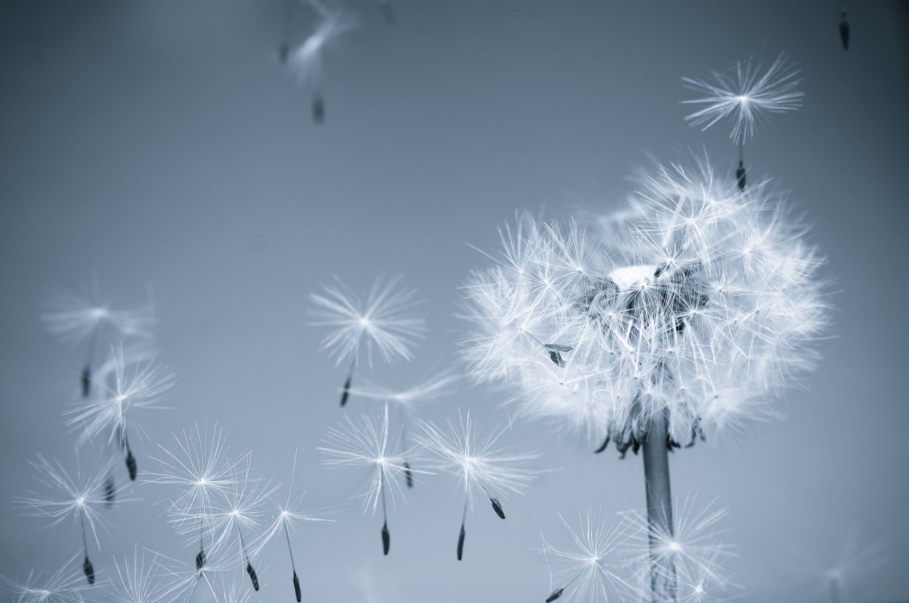 Papermoon Fotobehang Dandelion in the wind