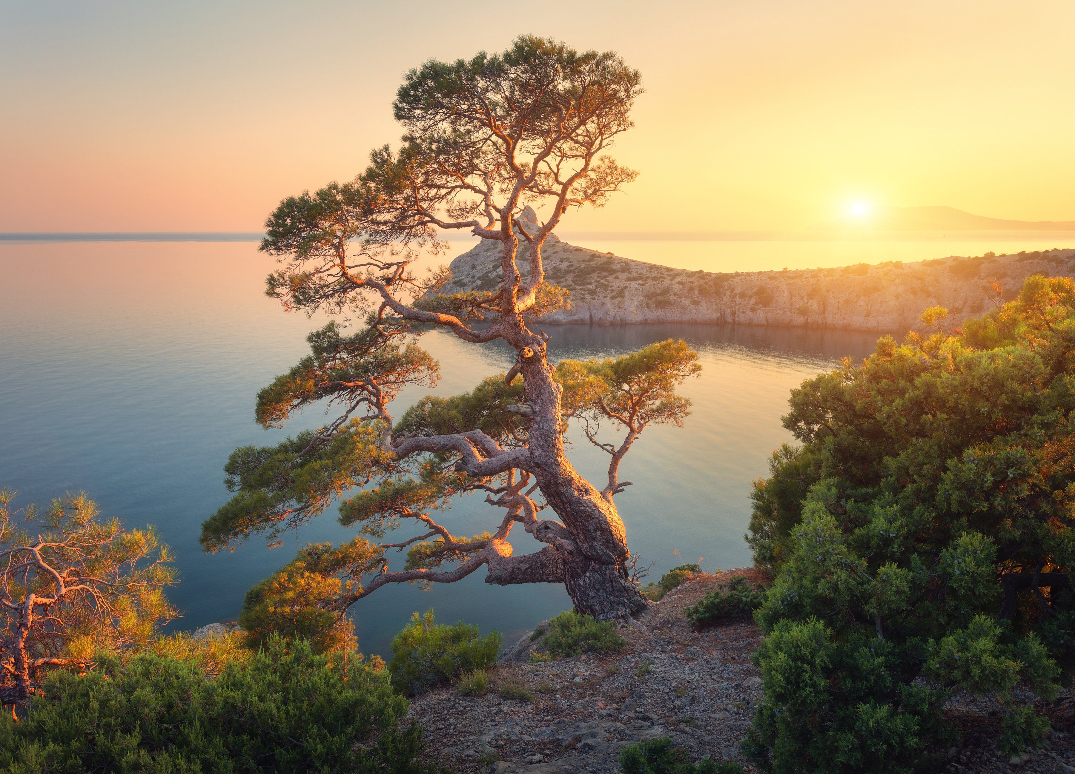 Papermoon Fotobehang Tree Mountain Sunset