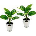 i.ge.a. kunstplant maranthusplant in pot (set) groen