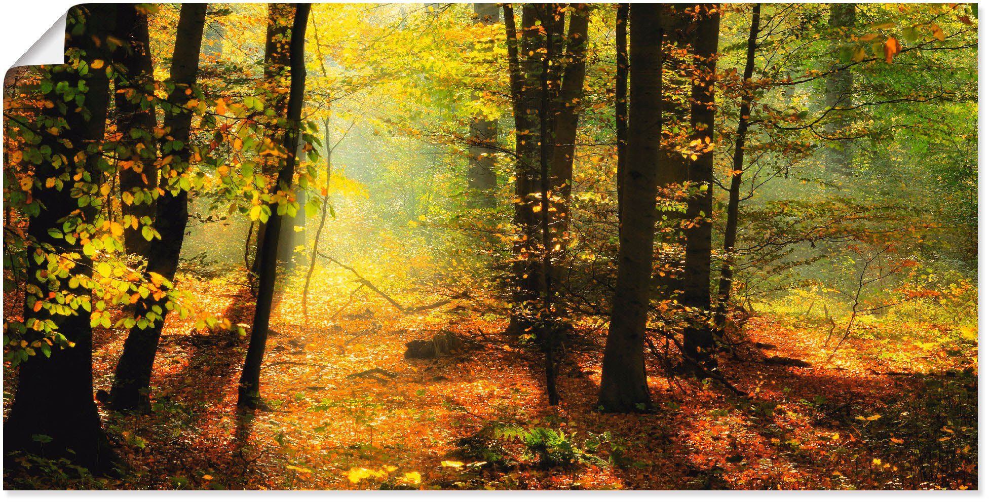 Artland artprint Herbstlicht im Wald