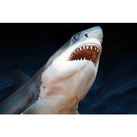 Papermoon Fotobehang Weißer Hai