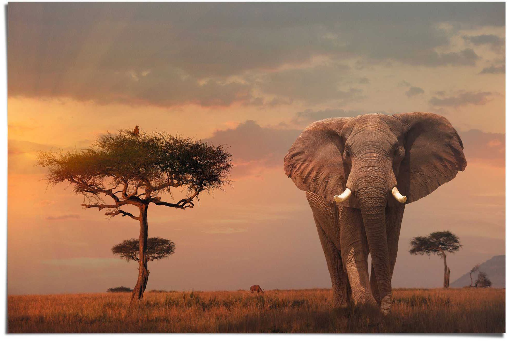 Reinders! Poster Wilde dieren van Afrika olifant